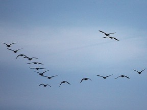 A wedge of geese flies in the late afternoon sky in the familiar v-formation in Windsor, Ont. on Tuesday, Dec. 8, 2015.