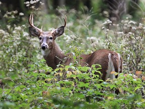 A deer looks for food in the foliage at Ojibway Park in Windsor in this 2014 file photo.