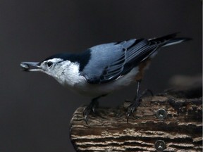 A white-breasted nuthatch is seen at Ojibway Nature Centre on Wednesday, Dec. 29, 2015.