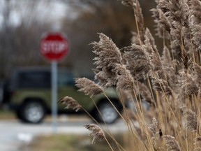 Invasive phragmites grows in a ditch along Broadway Road in Windsor.