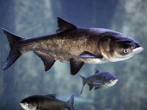A bighead carp, front, a species of the Asian carp, swims in a new exhibit that highlights plants and animals that eat or compete with Great Lakes native species, at Chicago's Shedd Aquarium on Jan. 5, 2006. (Associated Press files)