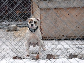 A dog is shown in a cage in the backyard of a home in the 1700 block of George Avenue on Friday, Jan. 21, 2016 in Windsor, Ont.