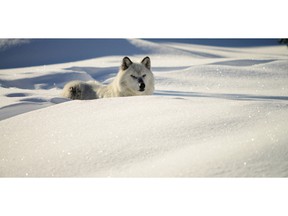 Gray Wolf resting in a snow bank. Photo by fotolia.com.