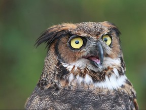 A Great Horned Owl is pictured at Holiday Beach in this file photo.