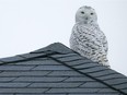 A Snowy Owl sits perched on a rooftop in the Banwell neighbourhood of East Windsor, Saturday, Jan. 9, 2016.