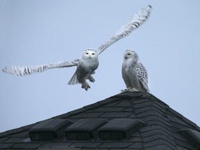A snowy owl takes flight while another is perched on a rooftop in the Banwell neighbourhood of East Windsor on Jan. 9, 2016.