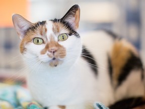 Shelby is a sweet girl who loves a good head scratch. With her gorgeous colouring, she is one pretty girl. Stop by and meet Shelby today at the Windsor/Essex County Humane Society, 1375 Provincial Rd., Windsor. Phone 519-966-5751.