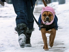 Delia the dog was dressed up for the chilly weather on Wednesday, Jan. 13, 2016, as she was out for a walk with owner Lexis Wilkes along Campbell Avenue in Windsor, Ont.