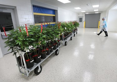 A worker moves a load of marijuana plants on Thursday, Feb. 18, 2016, into a newly expanded section at the Aphria greenhouses in Leamington, Ont.