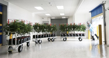 A worker moves a load of marijuana plants on Thursday, Feb. 18, 2016, into a newly expanded section at the Aphria greenhouses in Leamington, Ont.