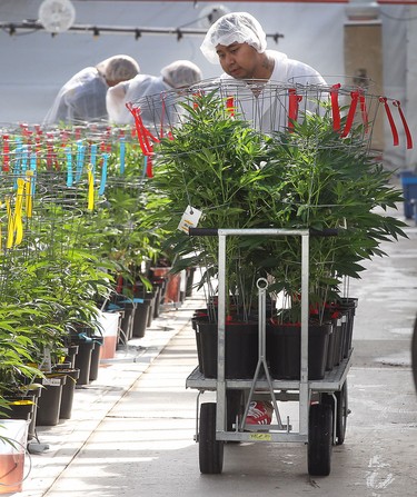 Workers are shown on Thursday, Feb. 18, 2016, with marijuana plants at the Aphria greenhouses in Leamington, Ont.