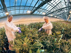 Workers trim marijuana plants on Thursday, Feb. 18, 2016, at the Aphria greenhouses in Leamington, Ont.