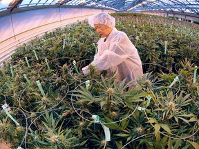 A worker trims marijuana plants on Thursday, Feb. 18, 2016, at the Aphria greenhouses in Leamington, Ont.