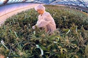 A worker trims marijuana plants on Thursday, Feb. 18, 2016, at the Aphria greenhouses in Leamington, Ont.