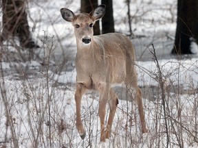 A deer is shown at the Ojibway Park on Friday, Feb. 26, 2016, in Windsor, Ont.