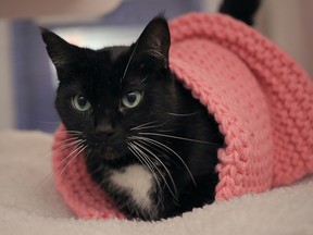 Lily is a sweet, gentle girl who loves to be pet. She prefers to spend time with her people over toys. Stop by and show her some love at the Windsor-Essex County Humane Society, 1375 Provincial Rd., Windsor, or phone 519-966-5751.