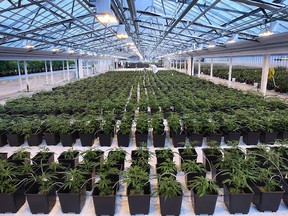 Medical marijuana production at the Aphria greenhouses in Leamington is pictured in this December 2014 file photo.
