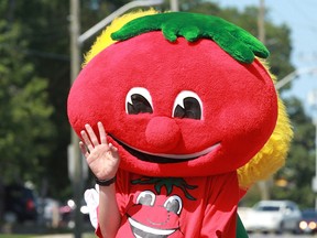 Stewie the Tomato waves during the Leamington Tomato Fest parade in this August 2014 file photo.