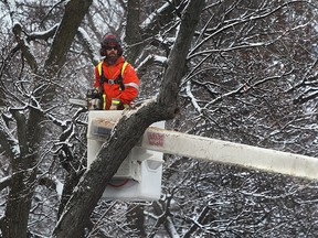 A worker with the city's forestry department trims a snow covered tree on St. Louis Ave. in Windsor, Ont. on Tuesday, Feb. 9, 2016.