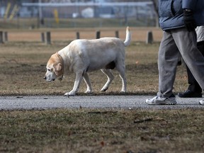 A dog walks alongside its owner without a leash in Optimist Park on Monday, Feb. 1, 2016.