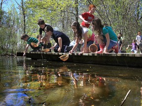 Students from St. Gabriel Catholic Elementary School get a close-up look at aquatic life at the Essex Region Conservation Authority's Hillman Marsh in this 2013 file photo.