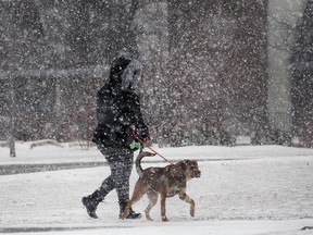 A woman walks her dog near downtown Windsor, in February 2016. Snow and colder temperatures are expected over the next week.