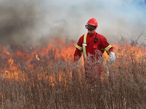 Dan Lebedyk, a conservation biologist with the Essex Region Conservation Authority, is shown during a controlled burn at the Hillman Marsh on Tuesday, March 22, 2016, in Leamington, Ont.