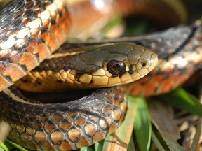 A Butler's Gartersnake is pictured in this handout photo.