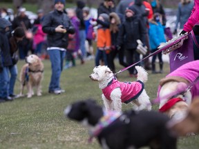 Dogs and their owners gather at Malden Park on March 25, 2016, for the annual Easter Egg Hunt for Dogs organized by the National Service Dogs organization.