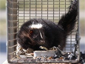 A trapped skunk is shown, Tuesday, Mar. 6, 2012, in Windsor, Ont.