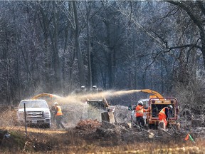 A crew working for Union Gas cuts down large trees on the former Windsor Raceway land near Ojibway Park on March 30, 2016.