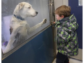 In this file photo, James McQueen, 5, checks out a dog at the Windsor/Essex County Humane Society on Monday, April 6, 2015. (DAN JANISSE/The Windsor Star)