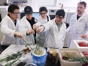 A group of young new Canadians participated in a career exploration day at the University of Windsor on Wednesday, March 16, 2016. They had a chance to learn about computer science, chemistry and environmental science. Jan Adam, from left, Mustafa Maan, Israel Fowler and Mareo Zaya freeze roses during an experiment with cryogenic freezing as Alex Stirk, a Ph.D. student at the university provides direction.