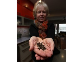 WINDSOR, ON. MARCH 3, 2016. --  Philippa Von Ziegenweidt holds Kale seeds at her home in Windsor on Thursday, March 3, 2016. The Windsor Essex Community Garden Collective is starting a seed lending program in the Forest Glade Library.                               (TYLER BROWNBRIDGE/The Windsor Star)