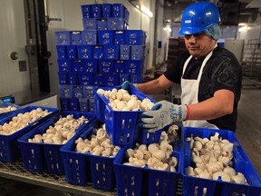 Canada's biggest mushroom producer, Highline Produce Inc. has been sold to an Irish food giant Friday April 01, 2016. In photo, Gabriel Lopez prepares fresh mushrooms at Leamington's Highline Mushrooms plant on Road 5.