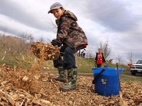 Local members of Scouts Canada and their families are planting 3,000 trees at the Blue Heron Park in Windsor, ON. Over the past 6 years the group has planted over 21,000 trees. They also picked up garbage in the area. Nicholas Como, 11, shovels some mulch during the event on Thursday, April 28, 2016. (DAN JANISSE/The Windsor Star)