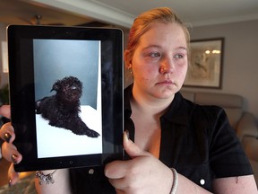 Amber Kimmerly holds up a photo of her dog Ozzy Bear who was severely beaten in a random attack outside her east Windsor residence. Windsor Police and the Windsor-Essex Humane Society are investigating (JASON KRYK/WINDSOR STAR)