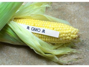 GMO corn disguised as organic corn. Photo by fotolia.com.