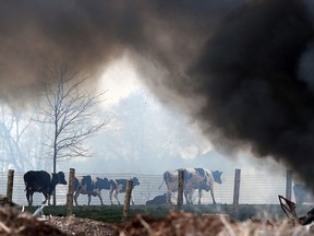 Cattle flee from a barn fire on the Jobin Farms property just outside Windsor on Monday, April 18, 2016. Firefighters battled the blaze, which completely destroyed the barn and other buildings, well into the night. Several cows had to be put down on the scene.