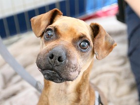 Justice the rescue dog in December 2015.