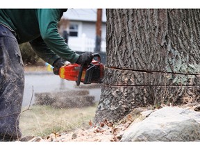Man cutting tree trunk with chainsaw. Photo by fotolia.com.
