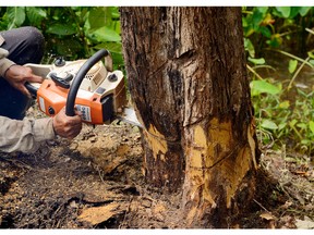 Man with chainsaw cutting the tree. Photo by fotolia.com.