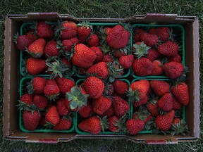 A box of strawberries destined for the LaSalle Strawberry Festival is pictured in this 2012 file photo.
