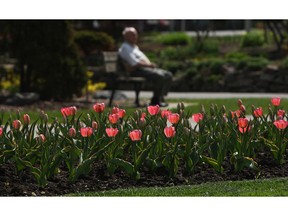 The tulips begin to bloom on a beautiful day in Coventry Gardens in Windsor on Wednesday, May 8, 2014.