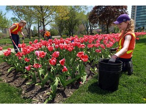 In this file photo, Caylen Bellis and Liz Fader (right) tends to the flowers in Coventry Gardens in Windsor on Thursday, May 9, 2013. They are part of the summer student staff.                           (TYLER BROWNBRIDGE/The Windsor Star)
