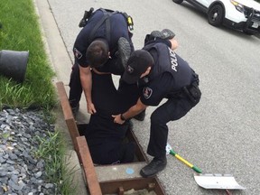 A Windsor police officer was lowered head first into a sewer to save some stranded ducklings who fell through a sewer grate. (Courtesy of Windsor Police)