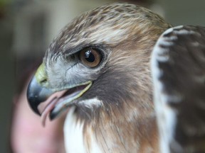 A red-tailed hawk seen at Wings Rehabilitation Centre on March 31, 2015 in Amherstburg, Ontario. The wildlife rehabilitation centre is looking for donations of food or money to help offset the costs. (JASON KRYK/The Windsor Star)