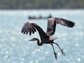 A heron is seen long the shore of the Detroit River in LaSalle, Ont. on May 24, 2016.