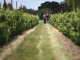 Tom O'Brien, a principal at Cooper's Hawk Vineyards is pictured at his vineyard in Essex, Monday, June 13, 2011.