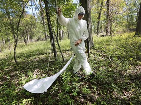 Windsor-Essex County Health Unit inspector Stefano Di Blasio drags for ticks at the Ojibway Park on Wednesday, May 17, 2016.